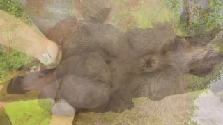 Big Stallion Horse Orgasm w/ Twink Boy Max (Furry Gay Sex) | Wild Life Furries