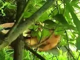 Hooker Gives Wild BJ and Sex in the Woods